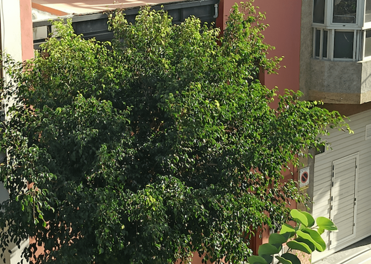 Los árboles tapan ventanas y balcones en la calle Drago (Foto TA)
